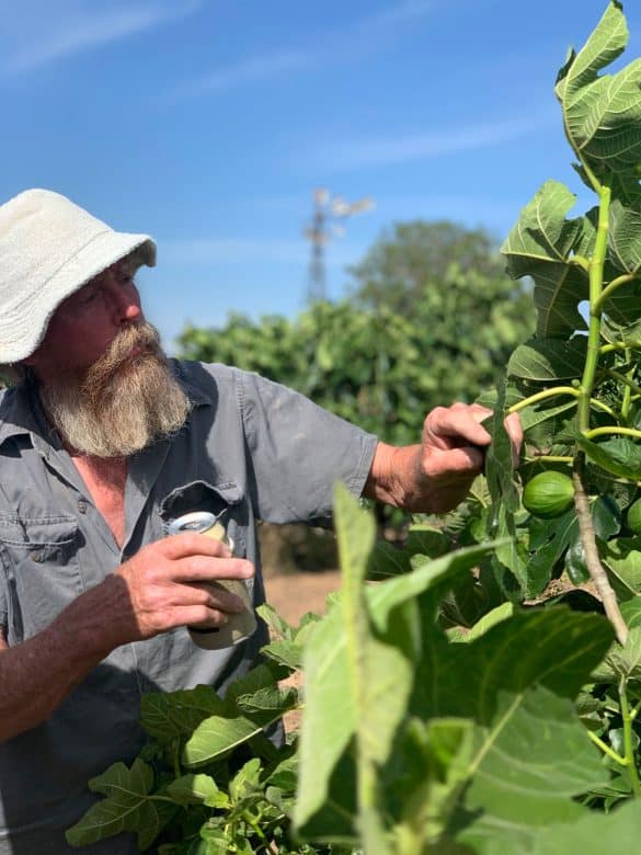 Owner of Norland Fig Orchard, David Dinham.