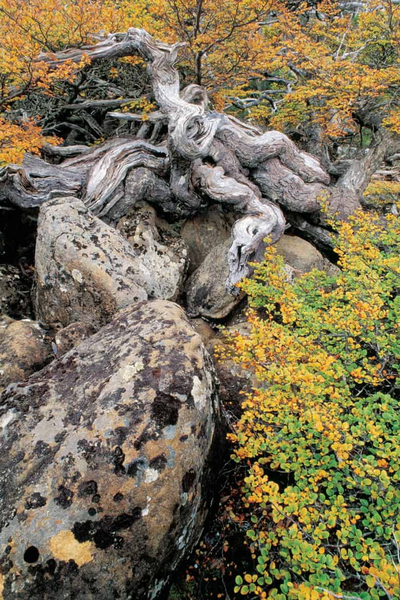 Fagus Mt Field National Park Tasmania.