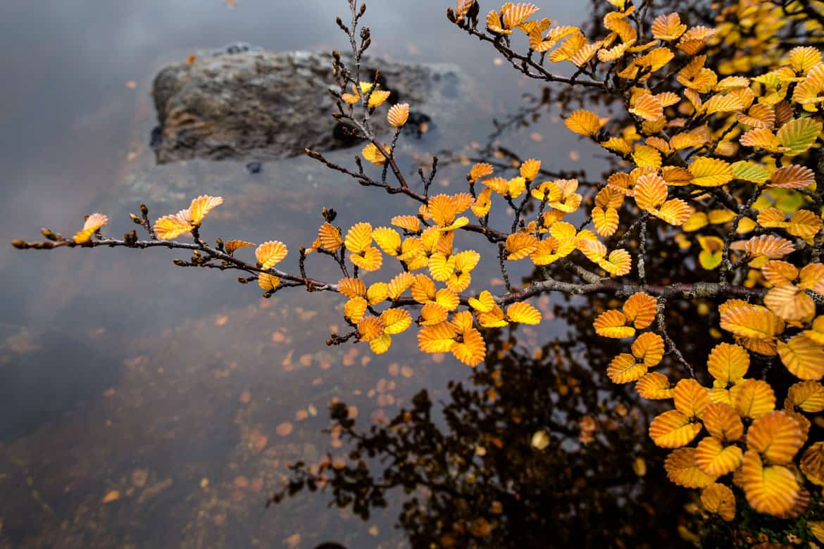 Autumn colours Tasmania fagus.