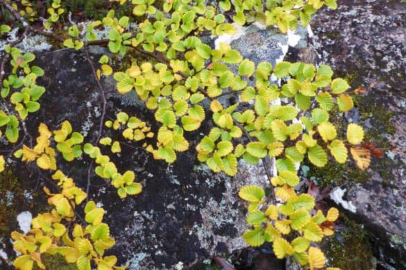 Spring and summer fagus leaves in Tasmania.