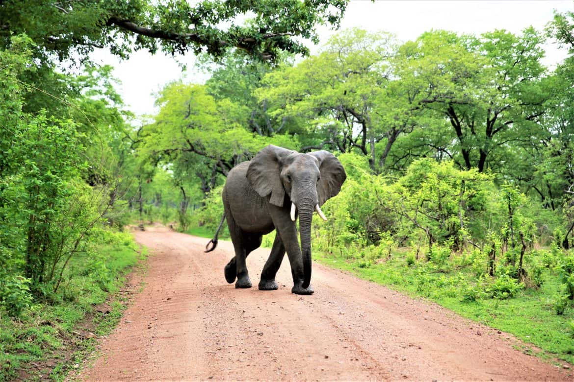 Hungry elephant. Photo: Catherine Marshall.