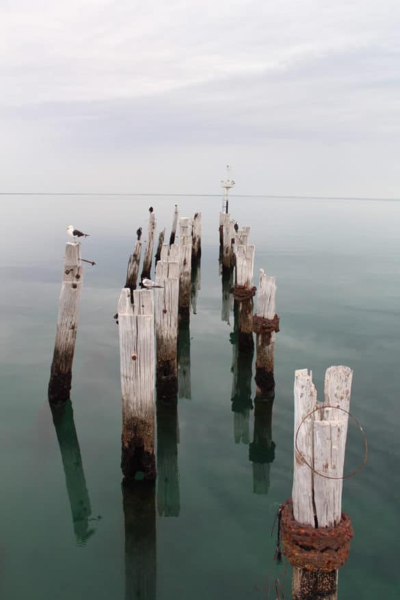Seabirds preening their feathers on the old Port Germein jetty pylons.