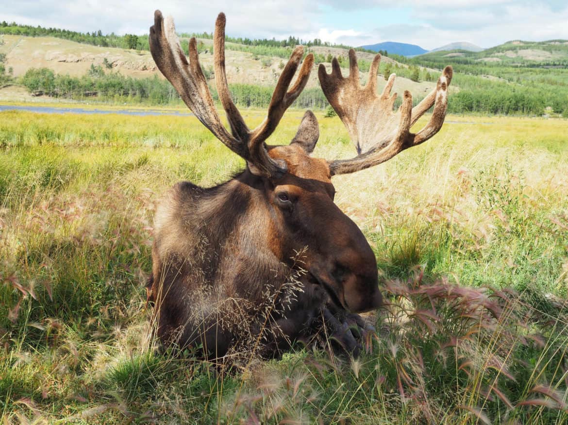 A moose, very nonplussed at his photograph being taken, just fluttering his enormous eyelashes at us.
