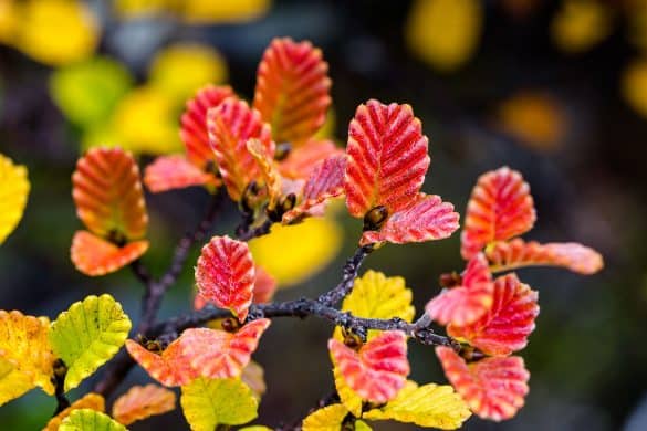 Tasmanian fagus leaves in autumn.
