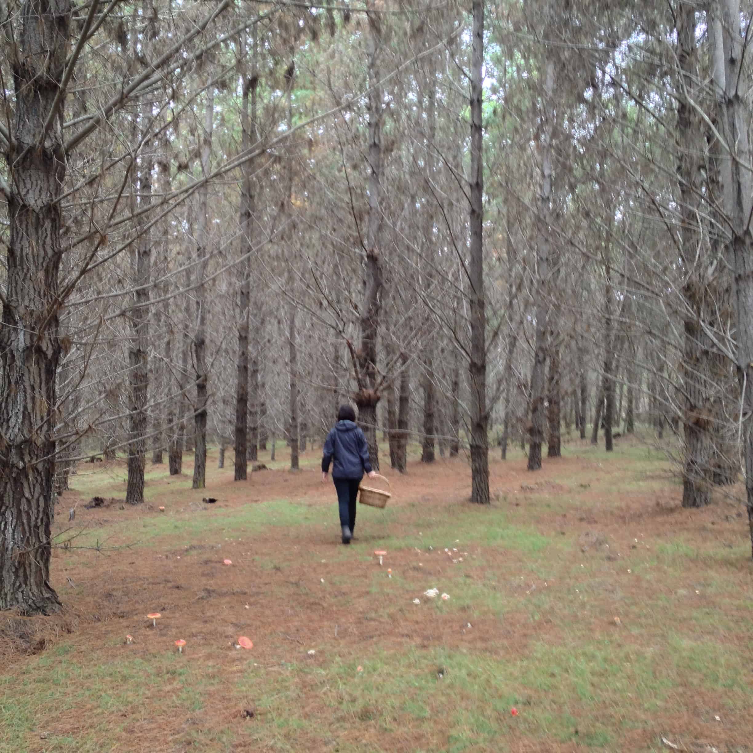 Woman walking in the forest carrying a basket of mushrooms.