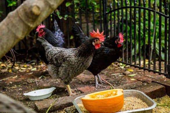 The Spice Girls produce delicious eggs for breakfast.