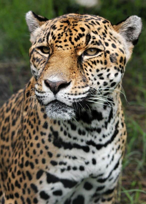 brazil-amazonas-amazon-jaguar A beautiful Jaguar.