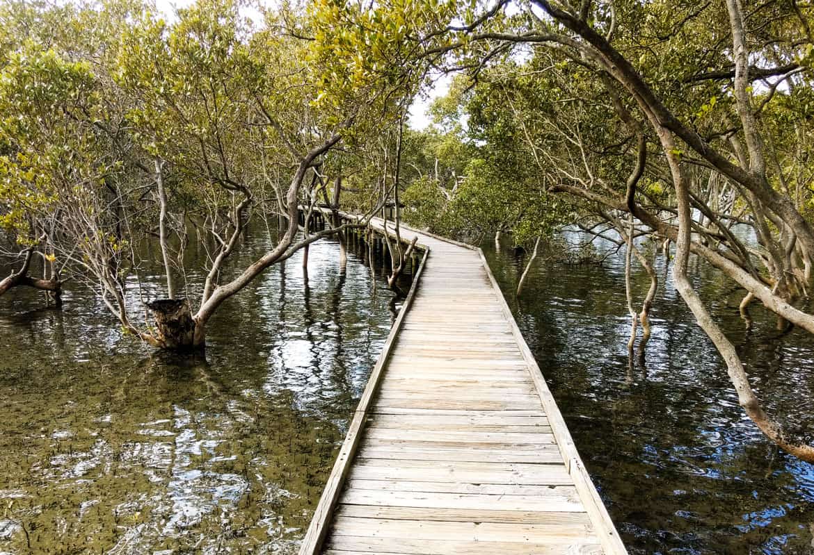 The Jervis Bay Mangrove Boardwalk in Huskisson, NSW