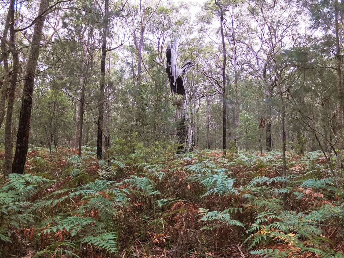 Bushland scene near the Jervis Bay Maritime Museum.
