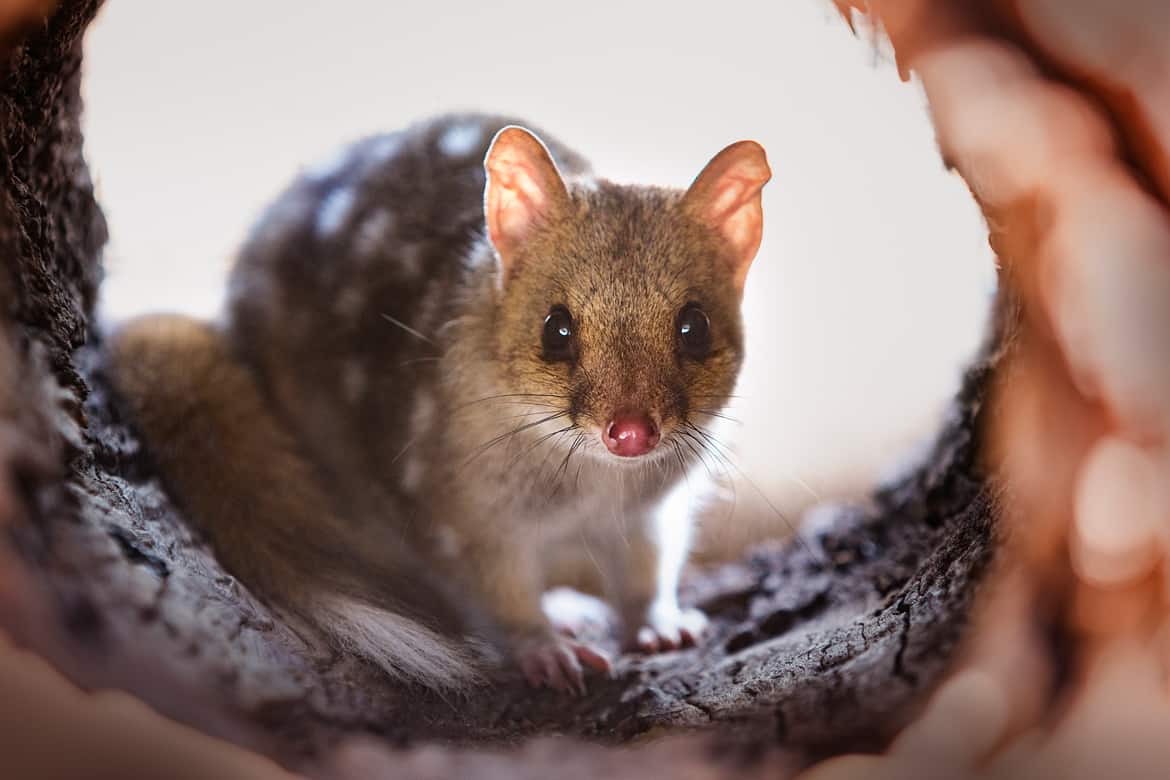 Eastern Quoll
