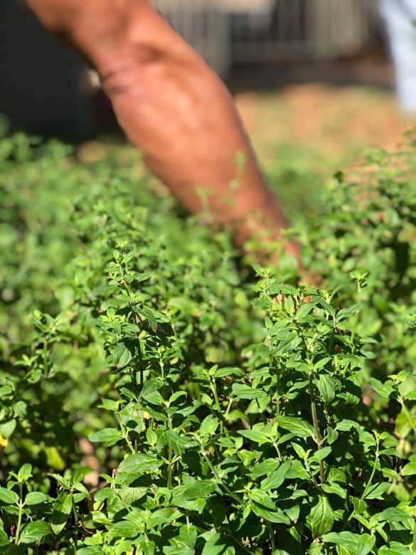 River mint grown in the Orange community garden