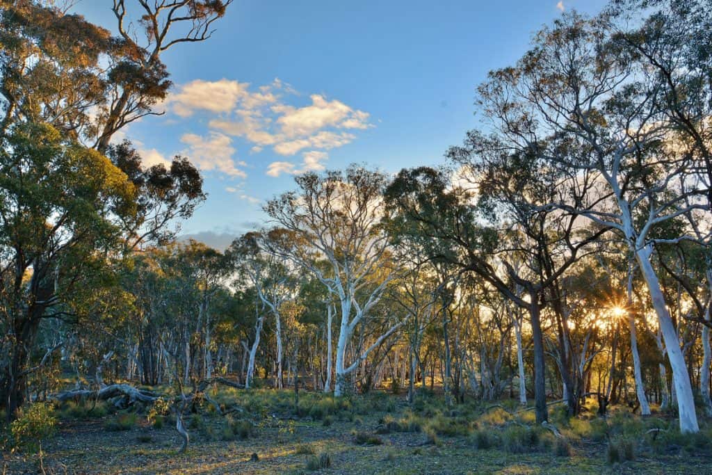 Mulligans Flat Woodland Sanctuary provides a safe haven where reintroduced species can thrive